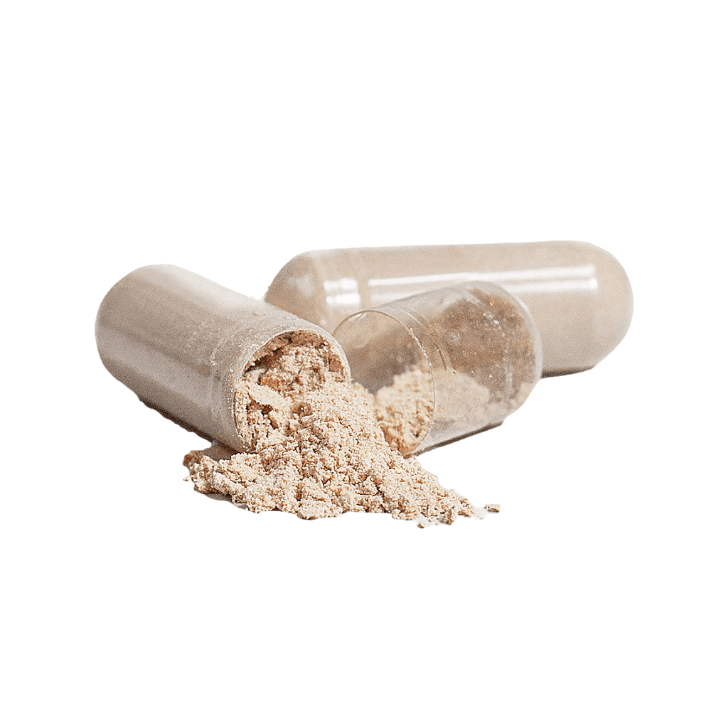 Lion's Mane Mushroom natural extract